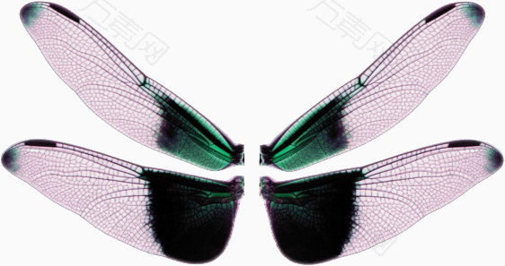 蜻蜓翅膀图案图片