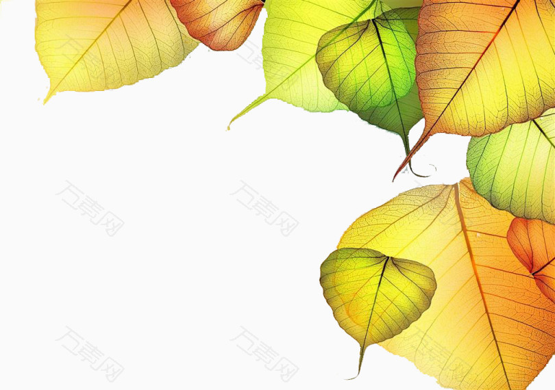 非主流树叶背景