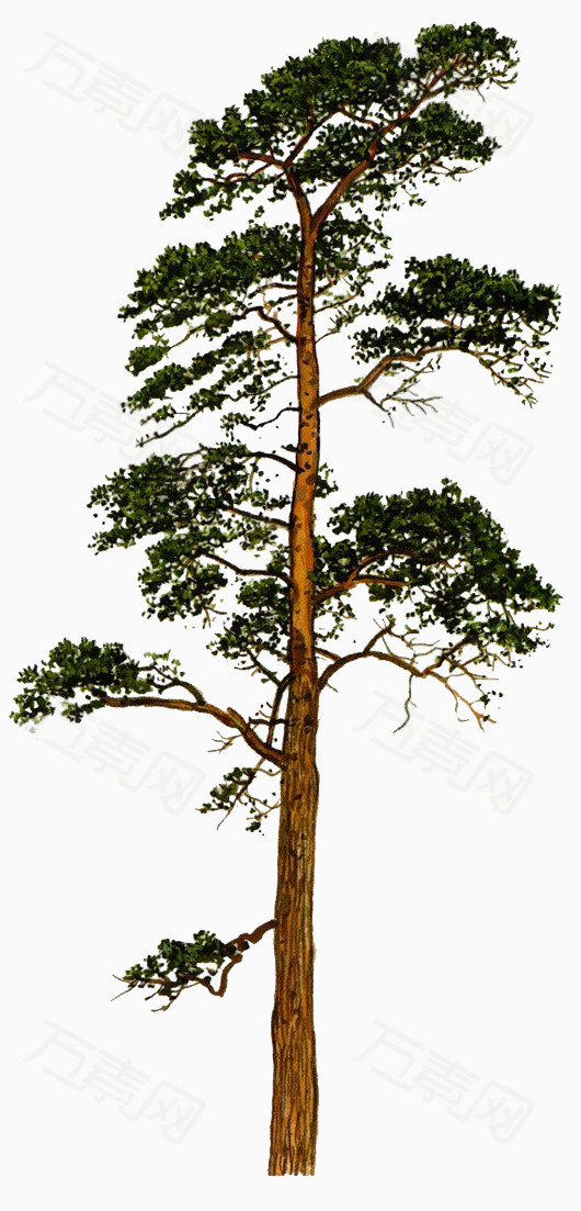 贴图素材迎客松