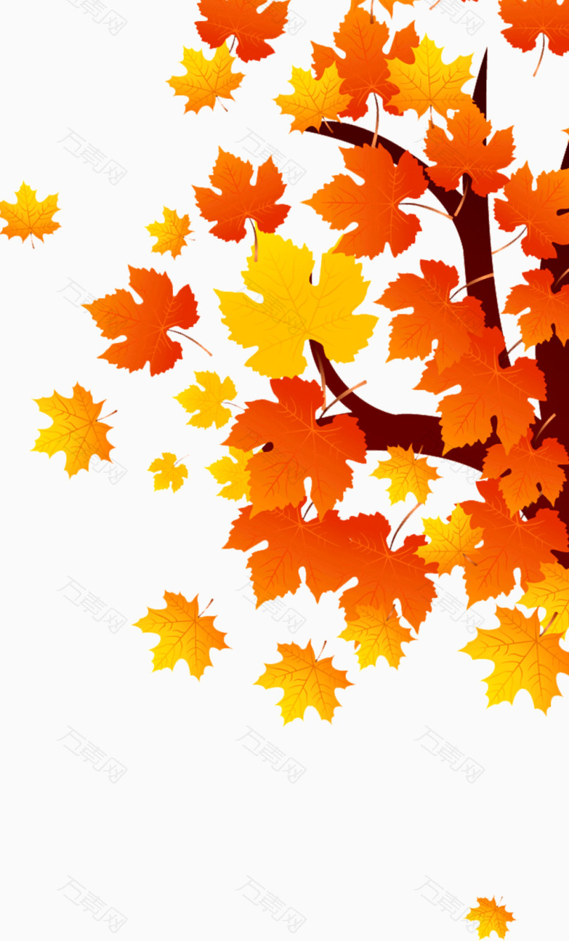 秋天浪漫的枫叶