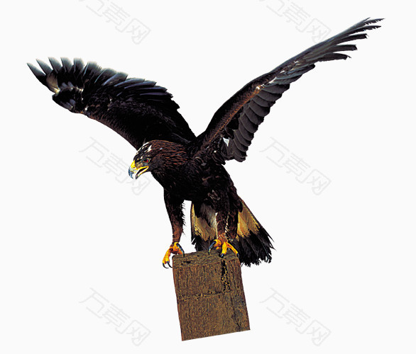老鹰素材图片