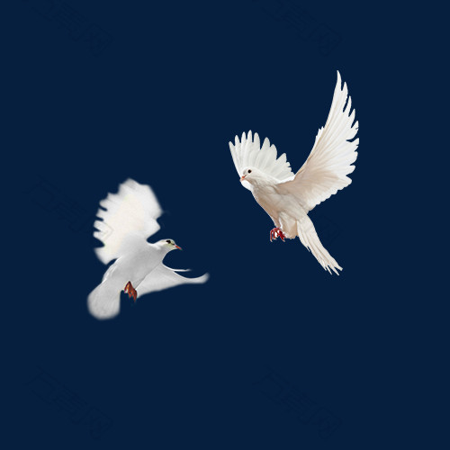 白色飞翔鸽子素材