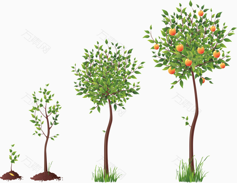 橘子树成长过程图片图片