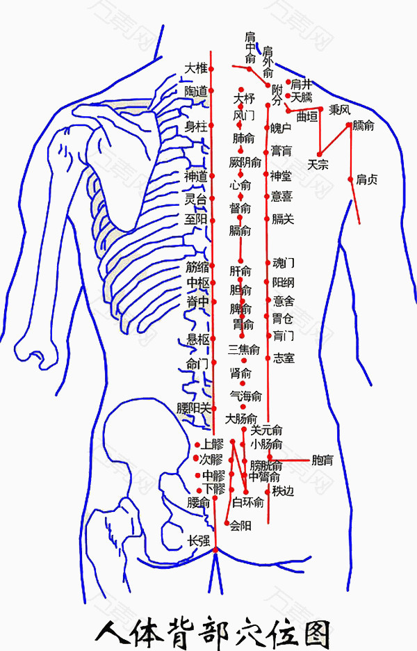 人体背部血位图图片
