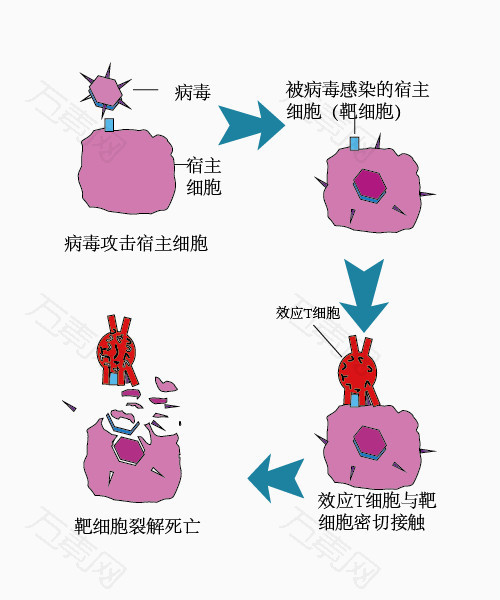 细胞免疫图示图片