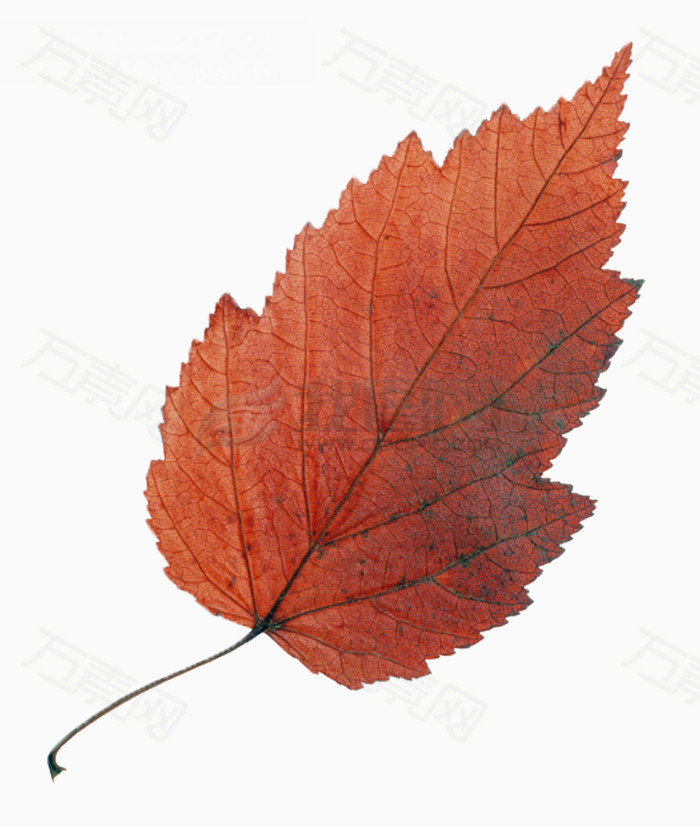 大红枫叶图片素材