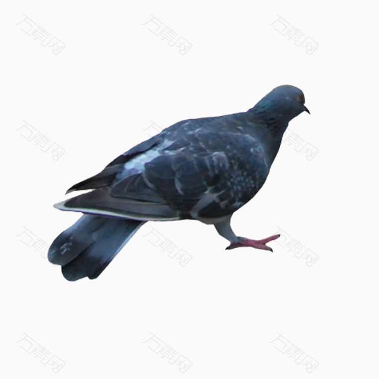 黑色鸽子