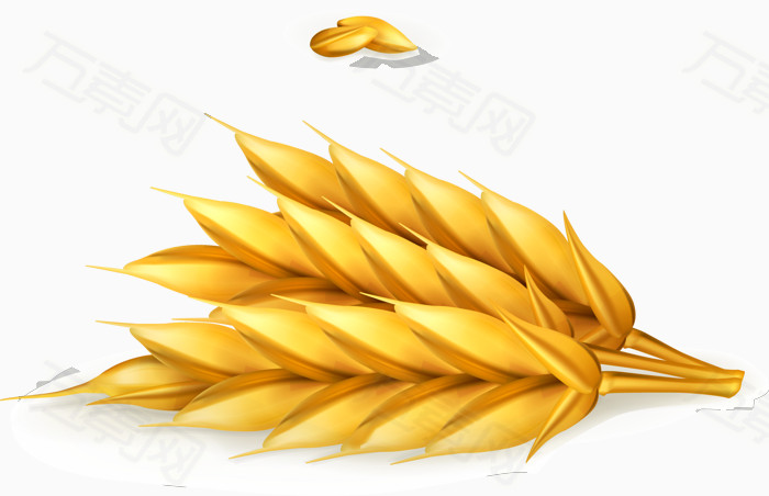 金黄色麦穗矢量
