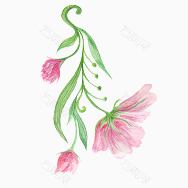 粉色芙蓉花彩绘