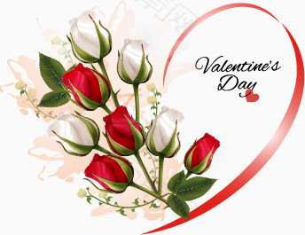 情人节白色玫瑰花