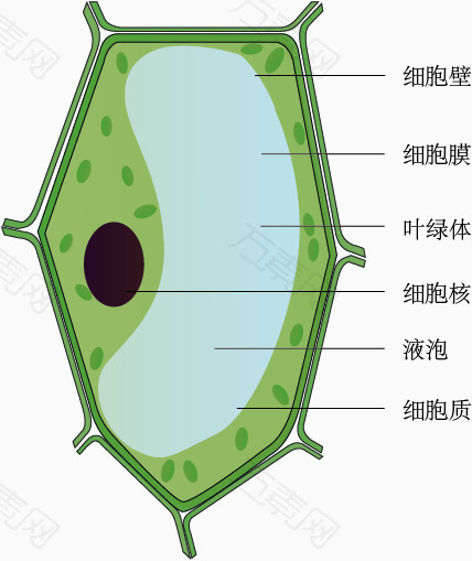 植物细胞的平面图图片