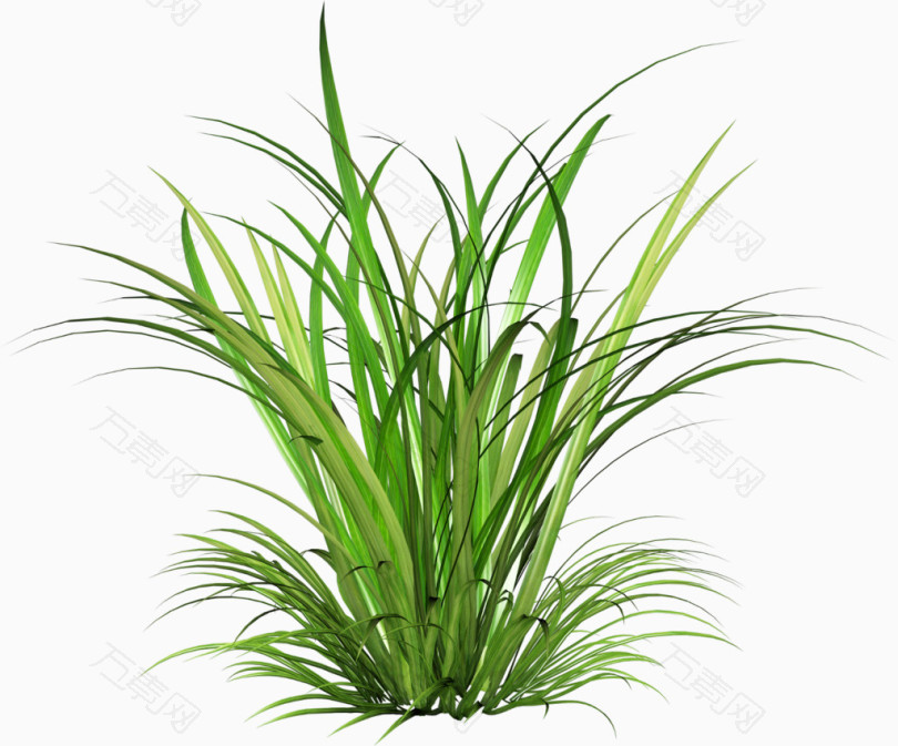 小草沿阶草
