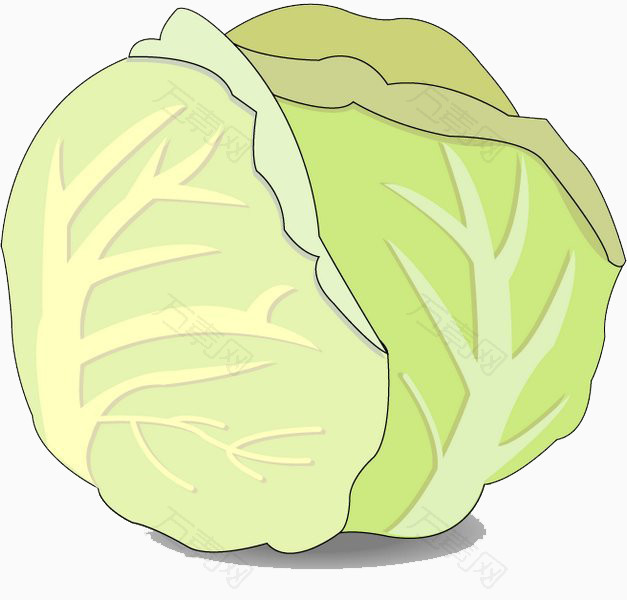 卡通包心菜