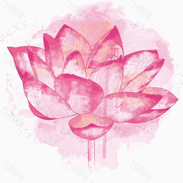 粉色荷花