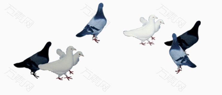 各种鸽子