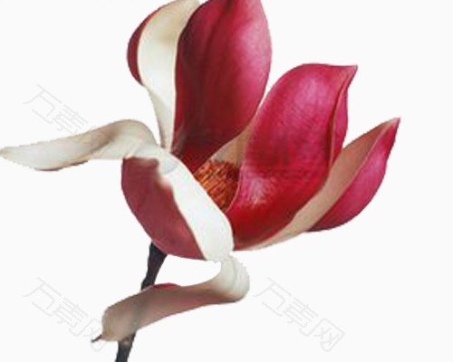 解语解花