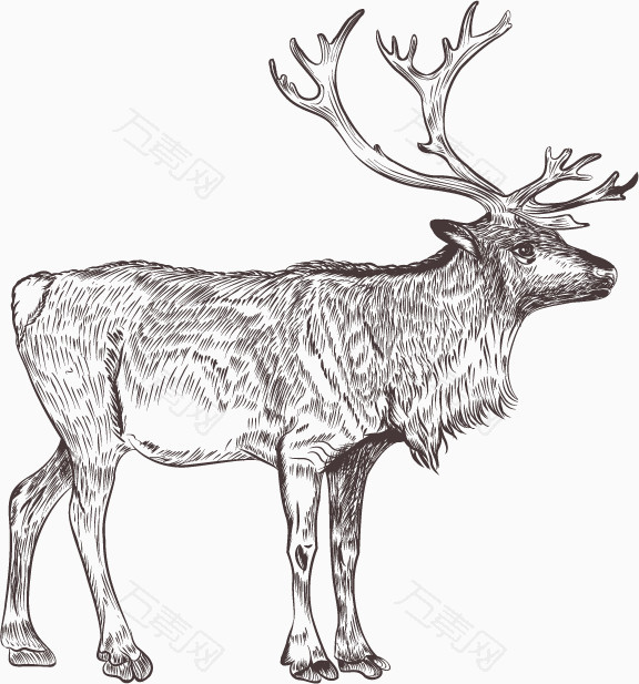 手绘麋鹿图案