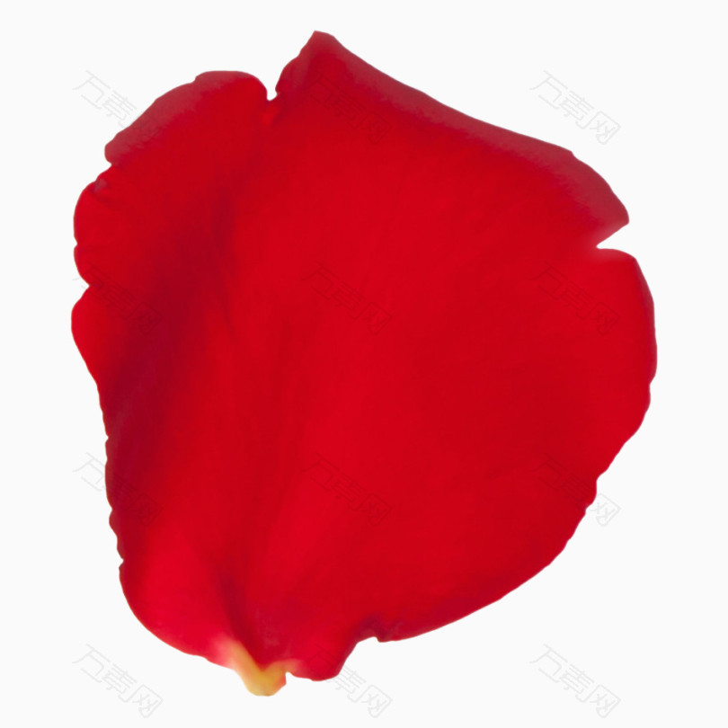 飞舞の玫瑰花瓣