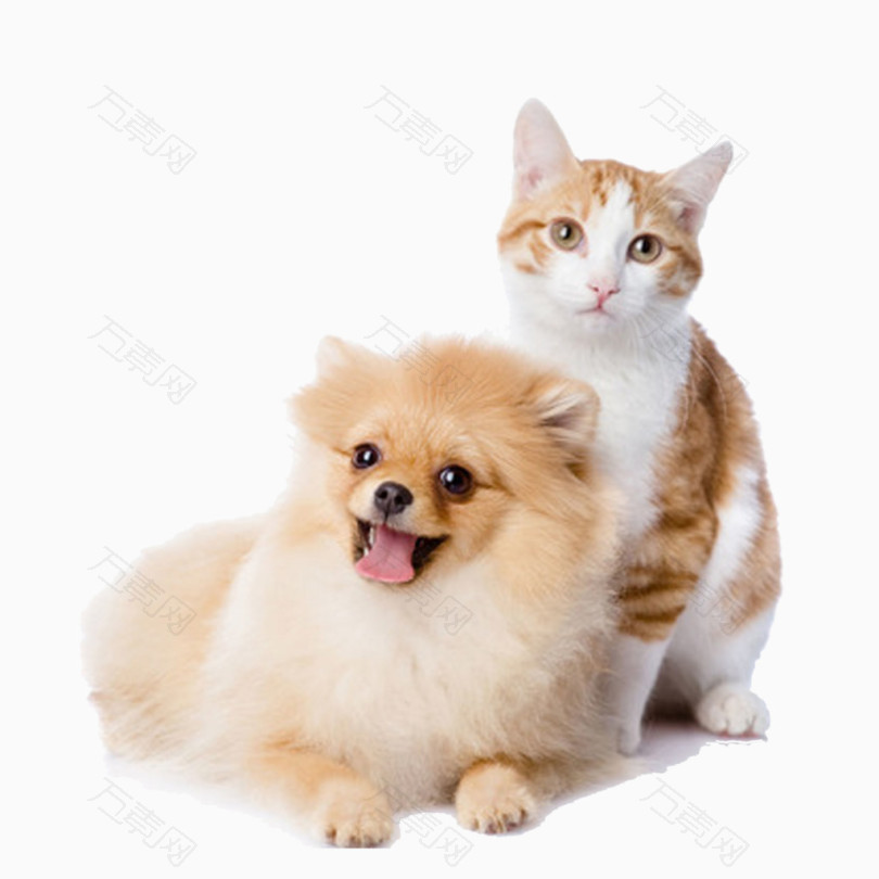 猫狗