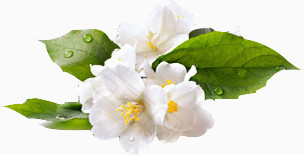 白色清新绽放的柠檬花