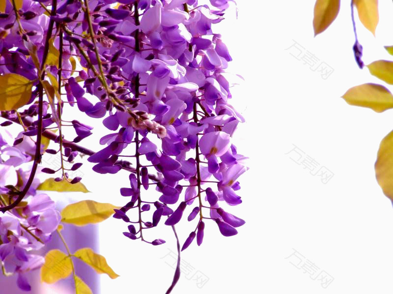 紫色紫藤花免抠元素图片 元素素材 万素网