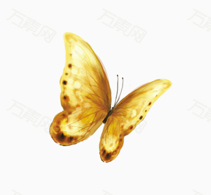 金色蝴蝶