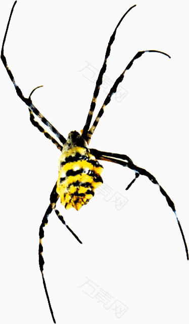 黄色八爪蜘蛛 装饰元素 374 640px 编号 Png格式 万素网