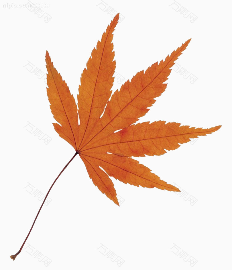 红叶png元素素材图片下载 万素网