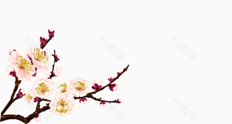 杏花