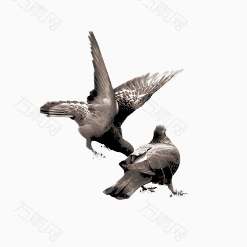 两只鸽子嬉戏玩闹