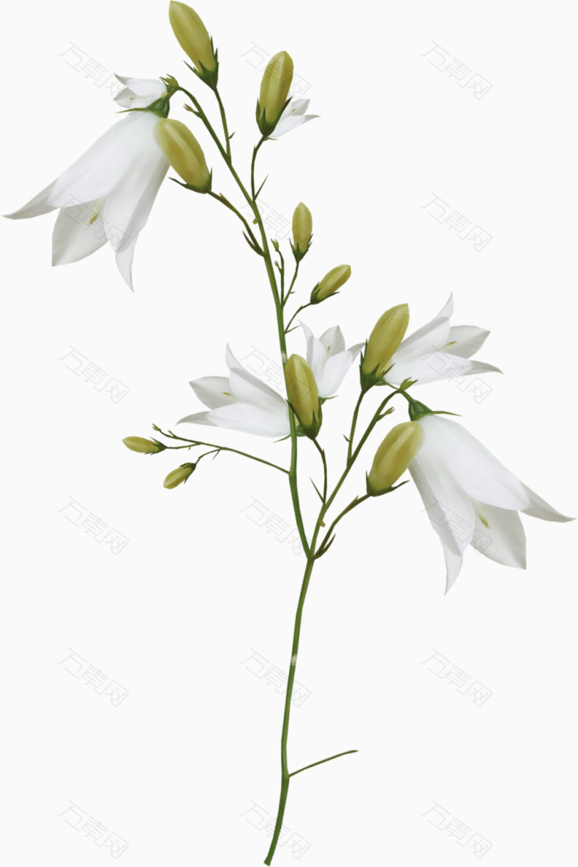 白色百合花花枝