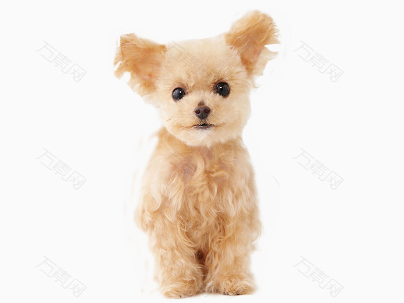 贵宾泰迪串犬