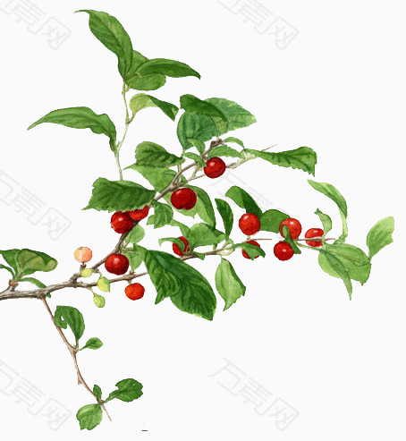 鲜花图片鲜花图片素材野果