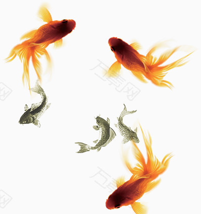 金鱼群鱼小鱼古风水墨