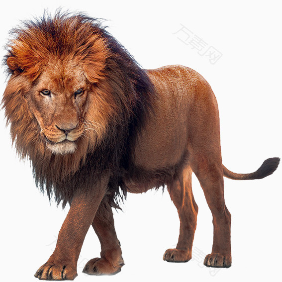 非洲雄狮免抠元素图片