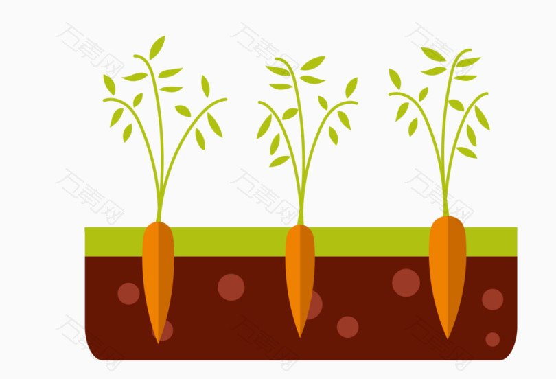 胡萝卜种植过程简笔画图片