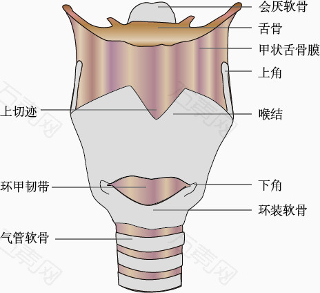 气管透明软骨手绘图图片