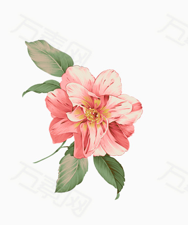 花卉  粉色花卉 手绘花卉 手绘粉色花卉