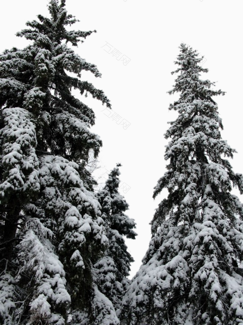 世界下雪松树美景视频(世界下雪松树美景视频播放)