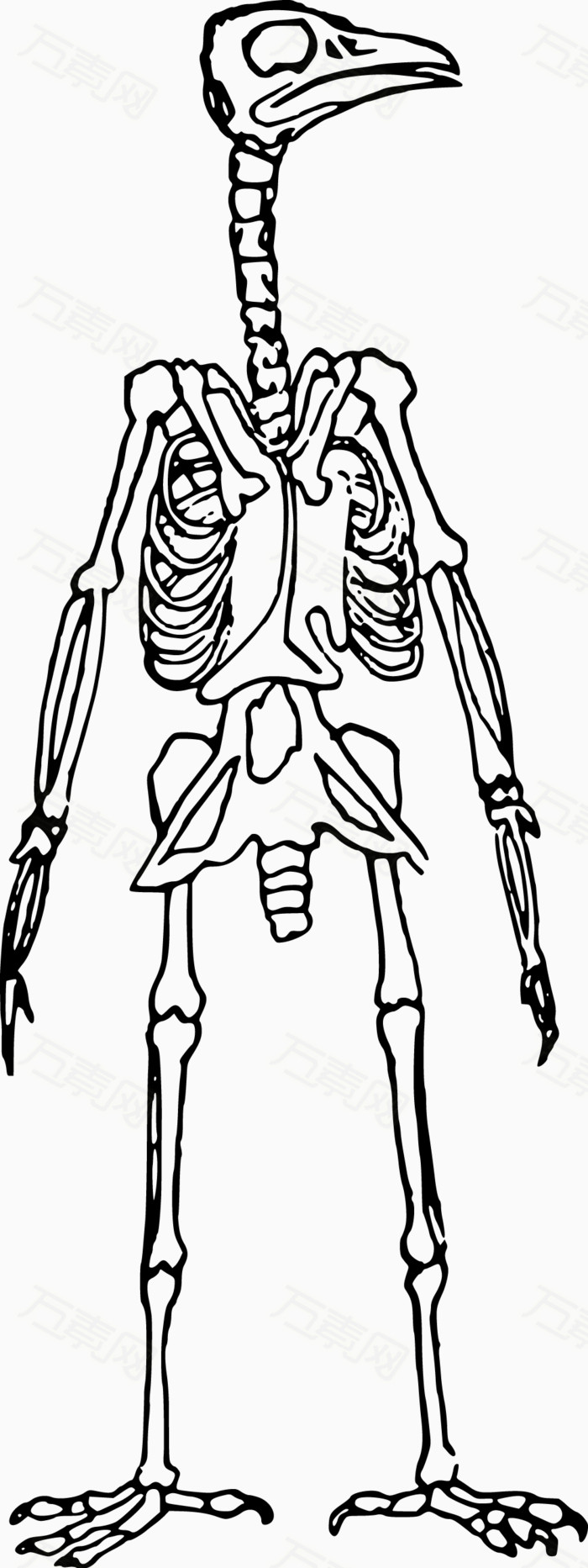 骨骼线平面设计图片