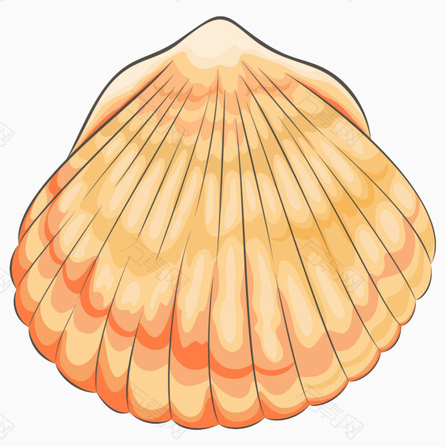 贝壳的样子图片卡通图片