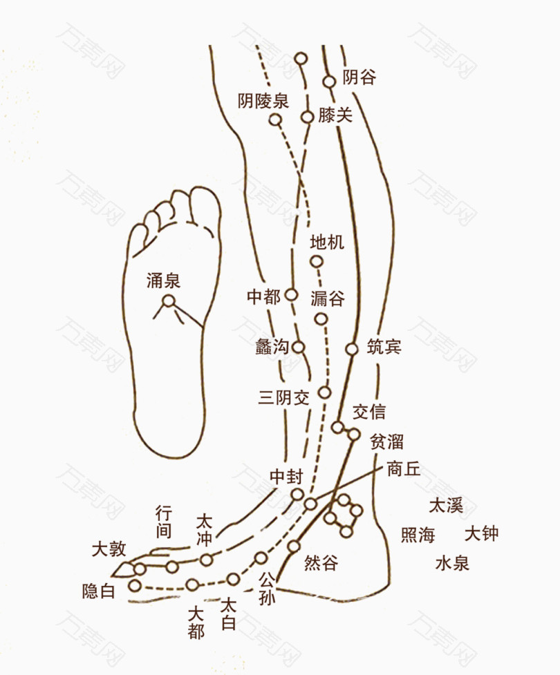 免抠元素 腿足部经络图万素网提供腿足部经络图其他素材该素材体积0