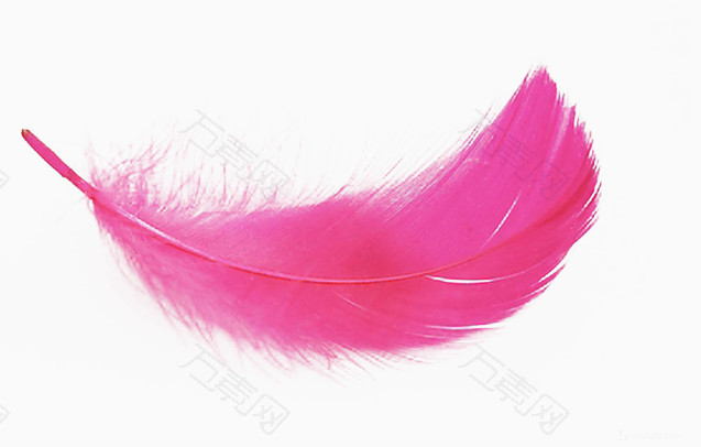 粉色的羽毛素材图片