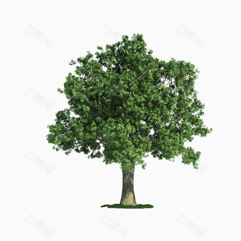 墨绿色树木