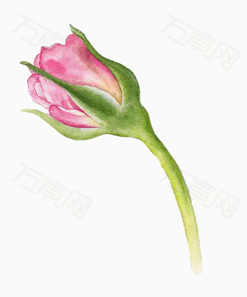 手绘玫瑰花苞图片免费下载