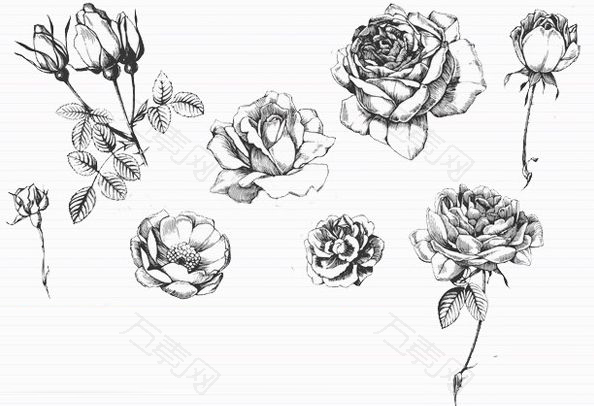 素描花朵笔刷