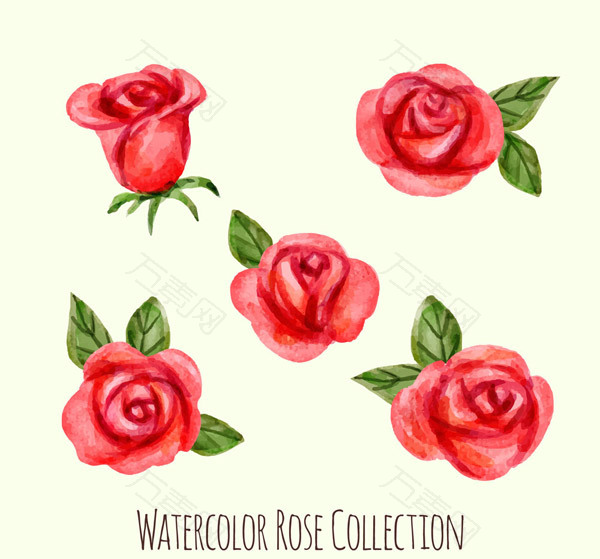 水彩绘红玫瑰