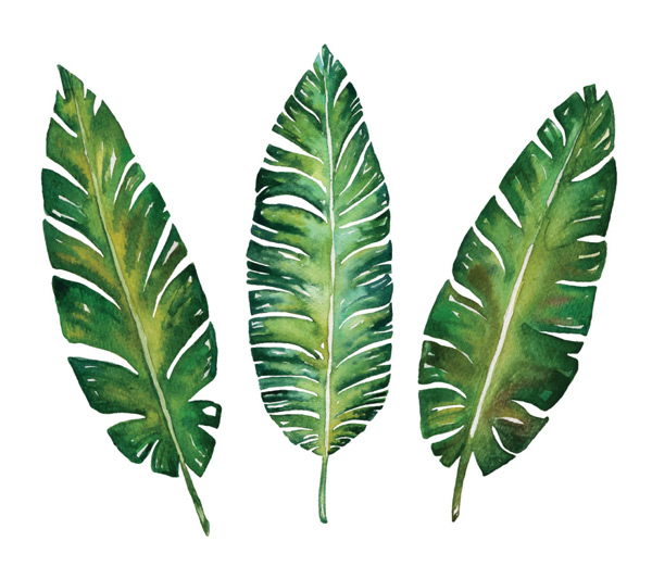 水彩植物叶子设计免费下载 素材 免费水彩植物叶子设计免费下载图片素材 水彩植物叶子设计免费下载素材大全 万素网