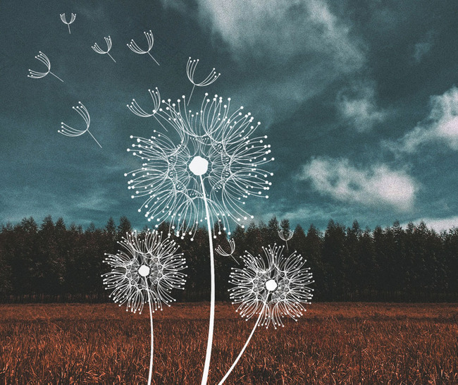 漫天飞舞的蒲公英PS笔刷